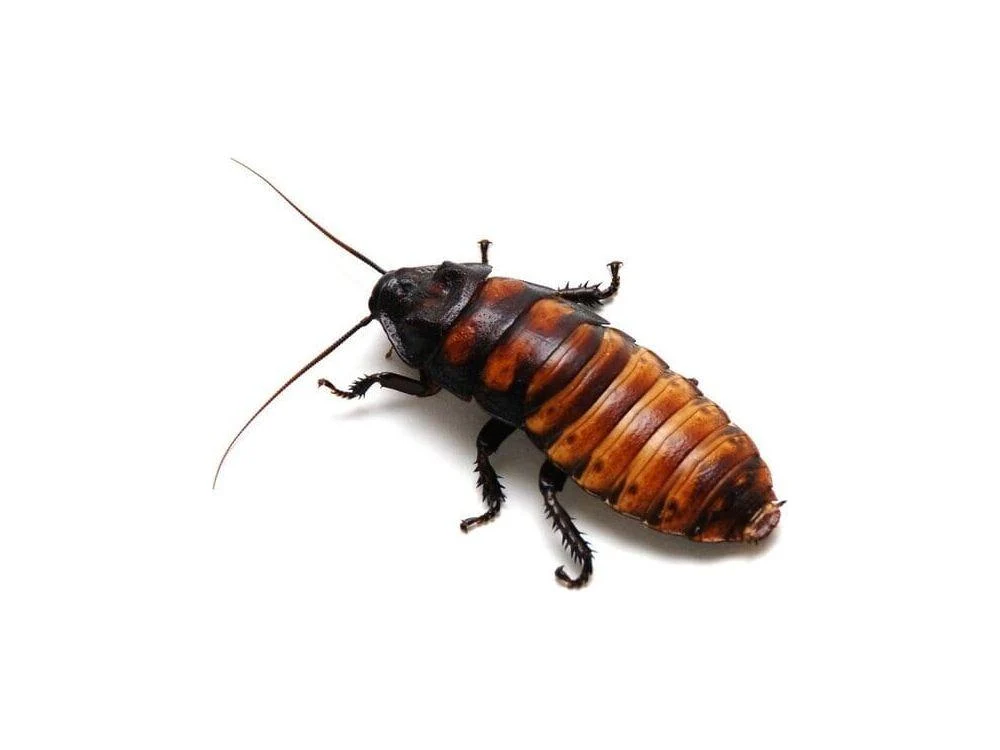 Adult Male Madagascar Hissing Cockroach