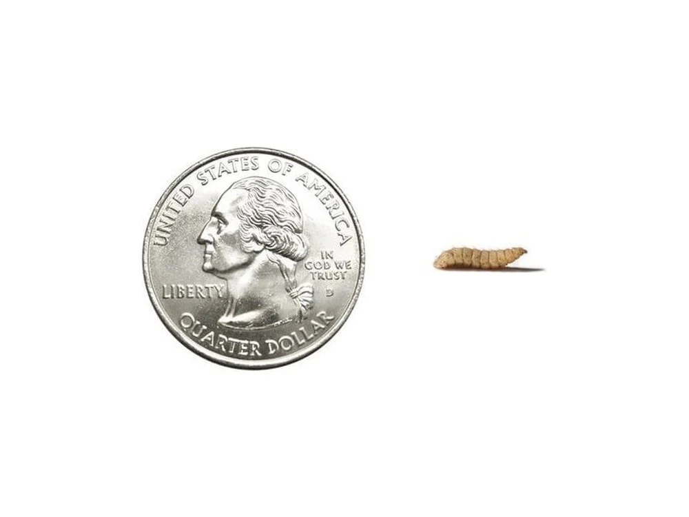 Fly Larvae - Image 10