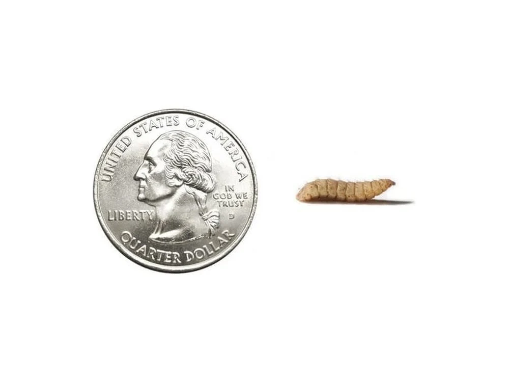 Fly Larvae - Image 15