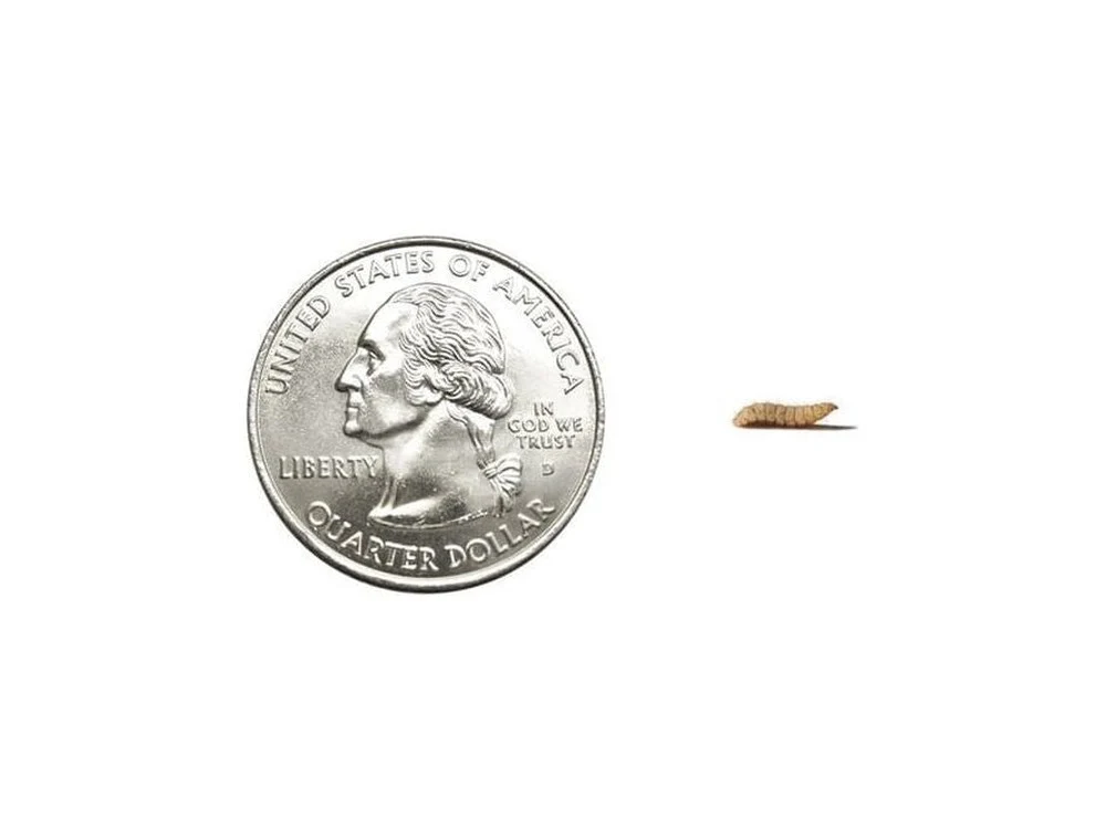 Fly Larvae - Image 6