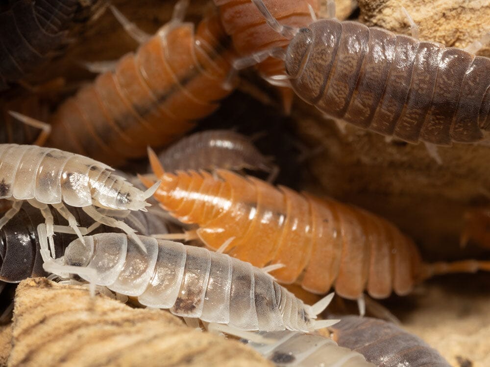 "Powder Mix" Isopods (Porcellionides pruinosus)