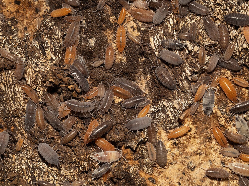 "Powder Mix" Isopods (Porcellionides pruinosus) - Image 2