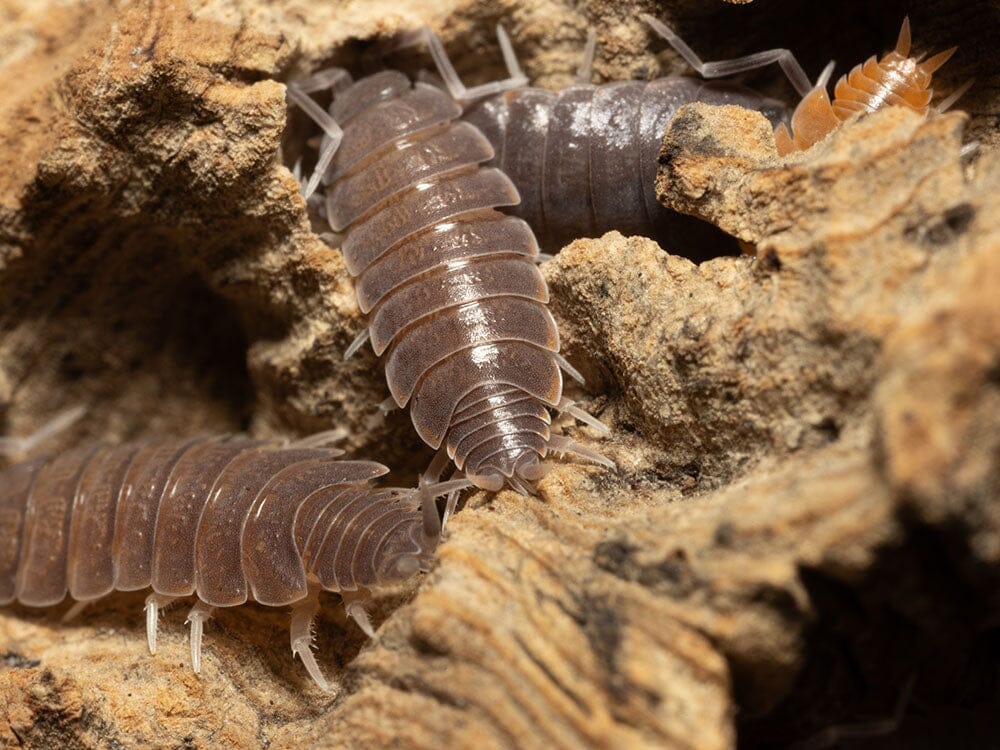 "Powder Mix" Isopods (Porcellionides pruinosus) - Image 4