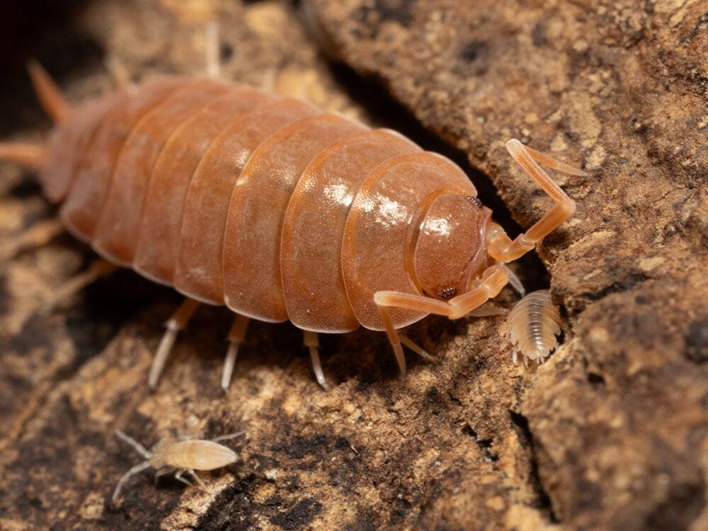 "Powder Mix" Isopods (Porcellionides pruinosus) - Image 5