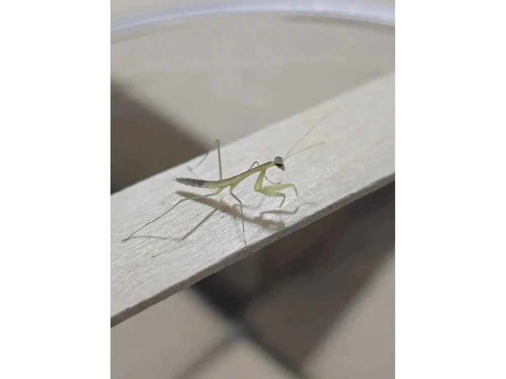 Chinese Praying Mantis (Tenodera sinensis)