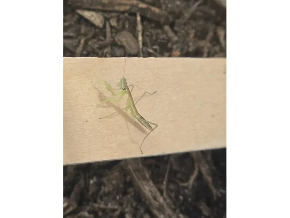 Chinese Praying Mantis (Tenodera sinensis) - Image 2