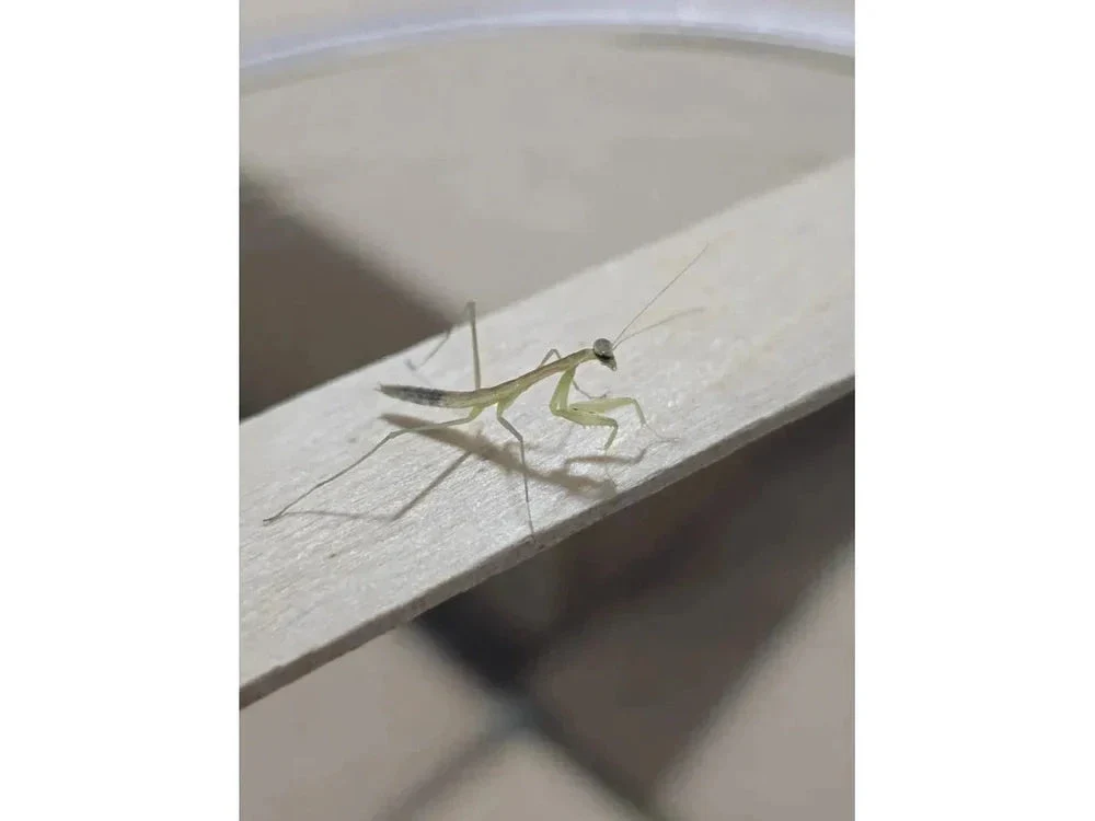 Chinese Praying Mantis (Tenodera sinensis) Free Shipping - Image 5