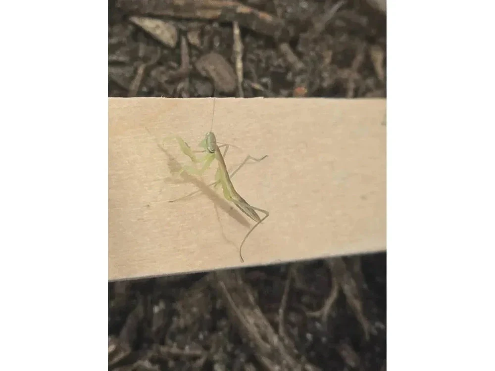 Chinese Praying Mantis (Tenodera sinensis) Free Shipping - Image 6