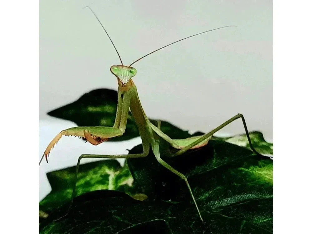 Chinese Praying Mantis (Tenodera sinensis) Free Shipping - Image 8