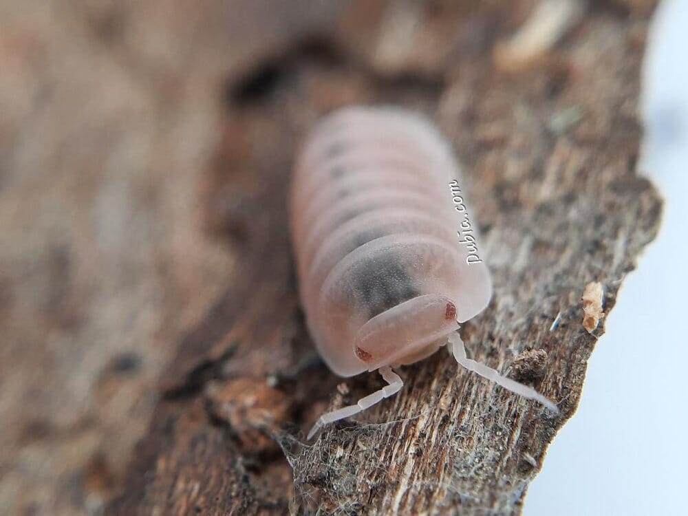 "Papaya" Isopods (Cubaris Murina) - Image 2
