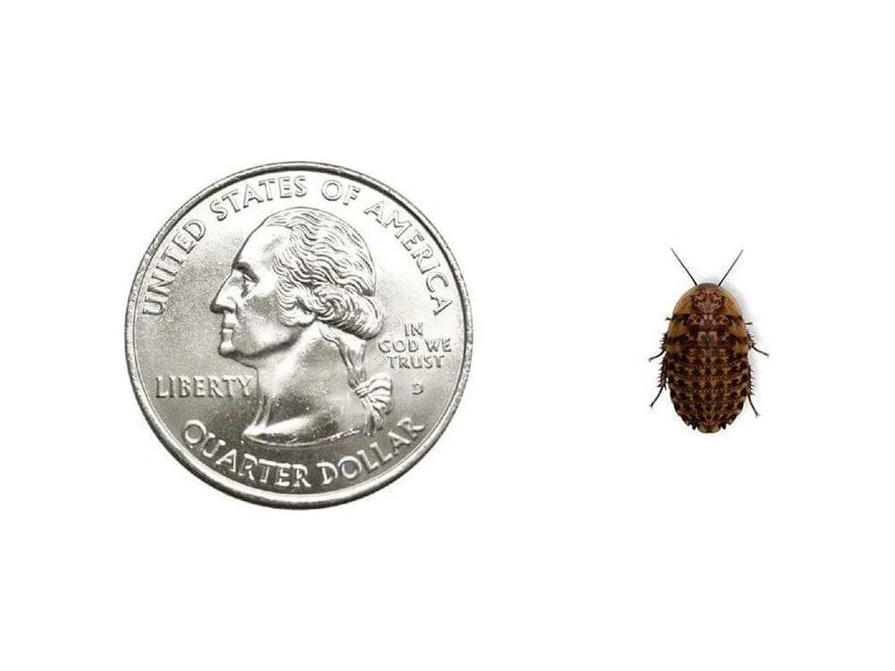 Discoid Roaches - Florida Legal - Image 4