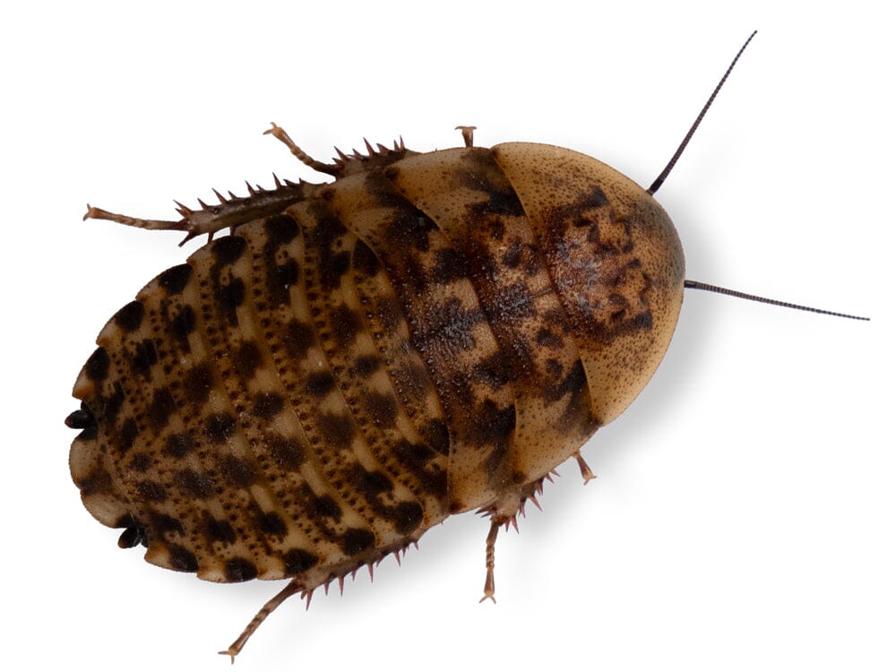 Discoid Roaches - Florida Legal
