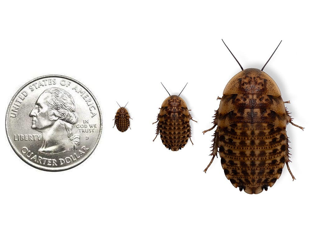Discoid Roaches - Florida Legal - Image 2