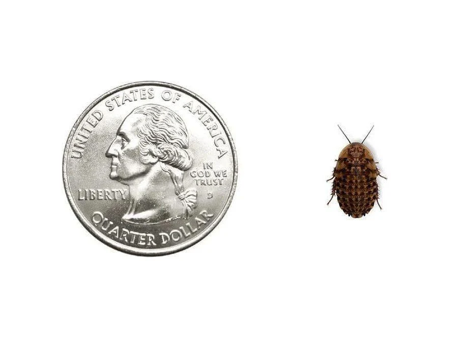 Discoid Roaches FREE SHIPPING - Image 3
