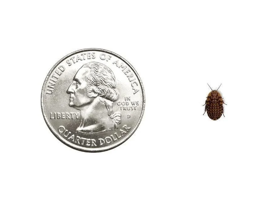 Discoid Roaches FREE SHIPPING - Image 5