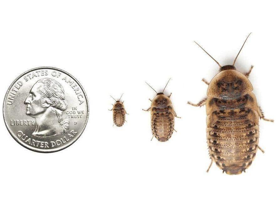 Dubia Roaches FREE SHIPPING - Image 2