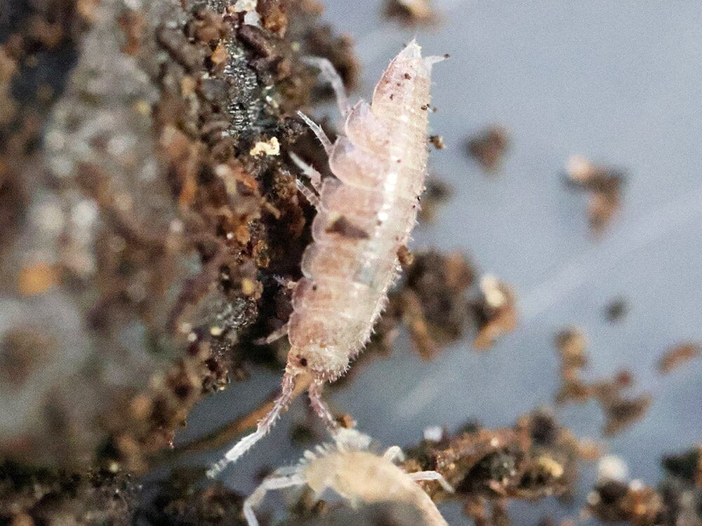"Dwarf Purple" Isopods (Trichoniscus sp.) - Image 2