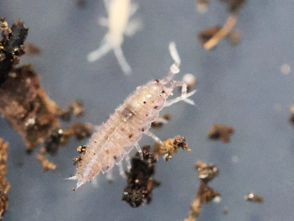 "Dwarf Purple" Isopods (Trichoniscus sp.) - Image 4