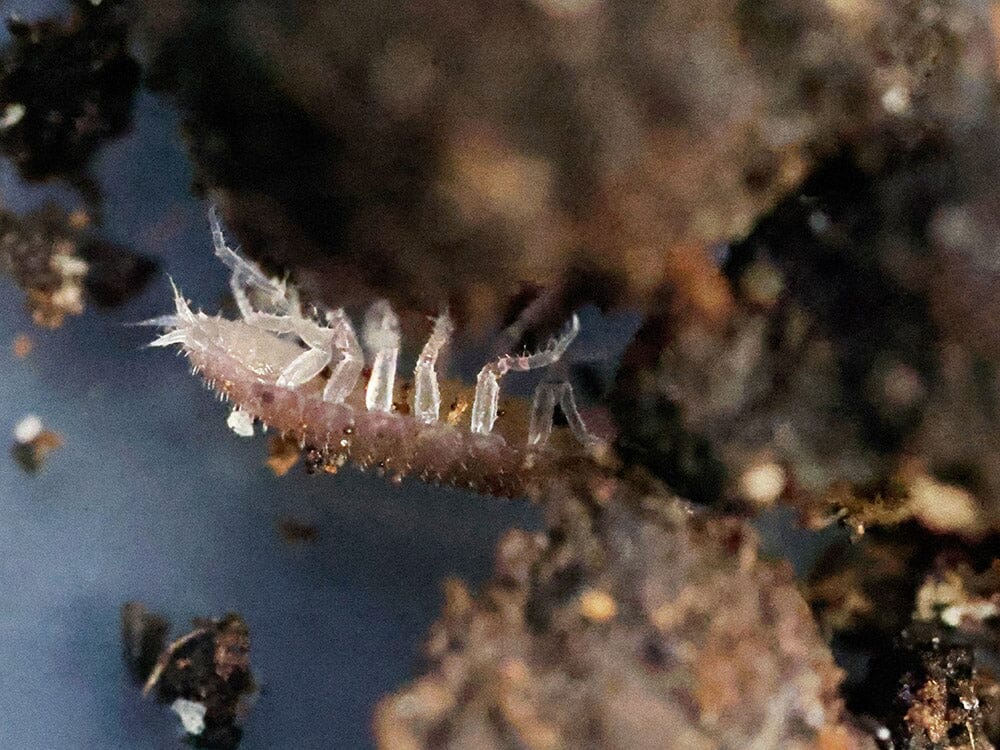 "Dwarf Purple" Isopods (Trichoniscus sp.) - Image 5
