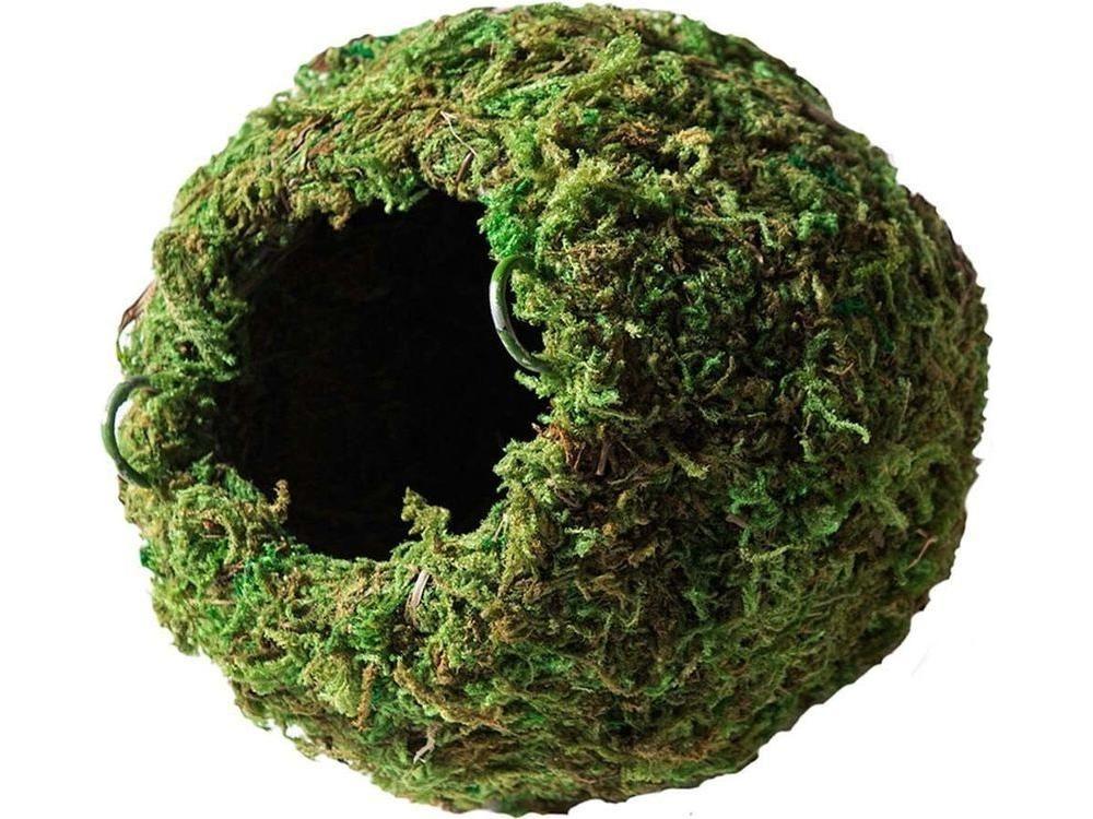 Galapagos Mossy Cave, 6"