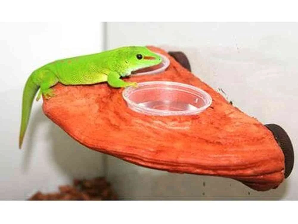 Magnaturals Gecko Ledge - Mojave w/ two cups