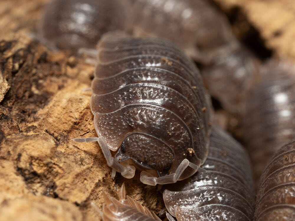 Giant Canyon Isopods (Porcellio dilatatus) - Image 2