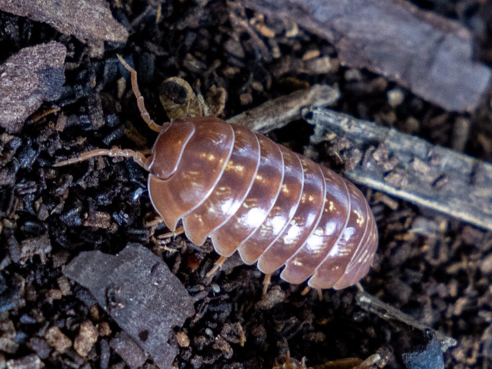 10ct "Orange Vigor" Isopods (Armadillidium Vulgare)