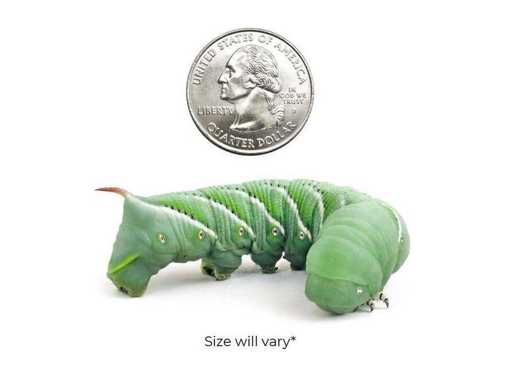 Hornworms FREE SHIPPING - Image 4