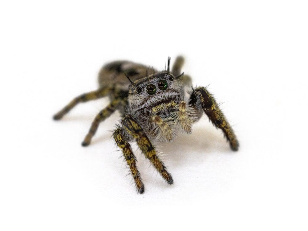 Jumping Spiders - Image 2