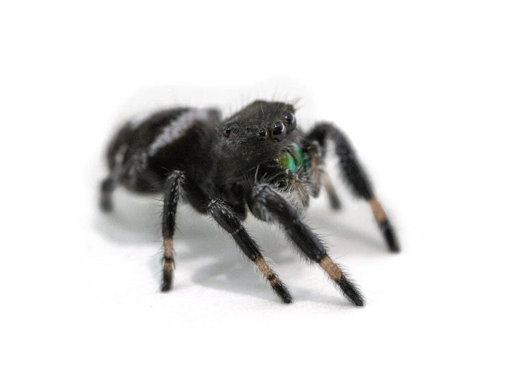 Jumping Spiders - Image 3