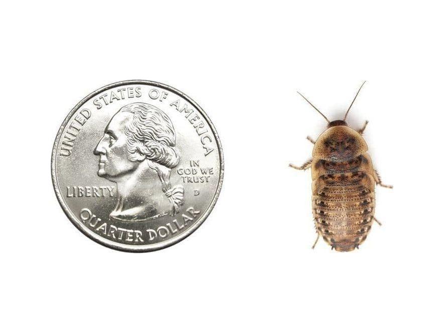 Large 7/8" Dubia - Image 2