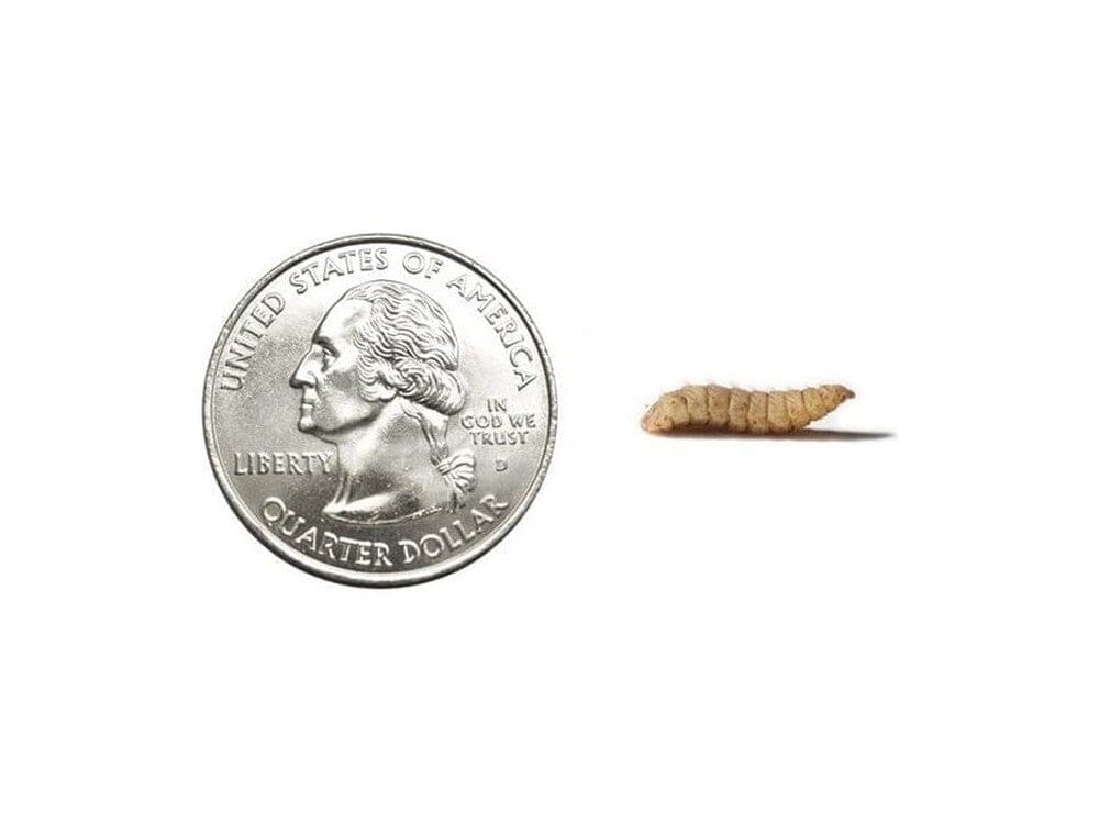 Large NutriGrubs™ - Image 3