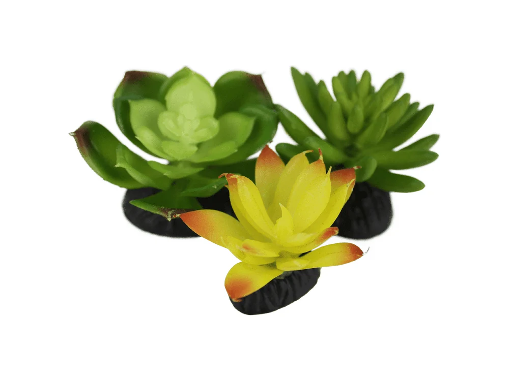 Komodo Living Natural Desert Succulents, 3 pack