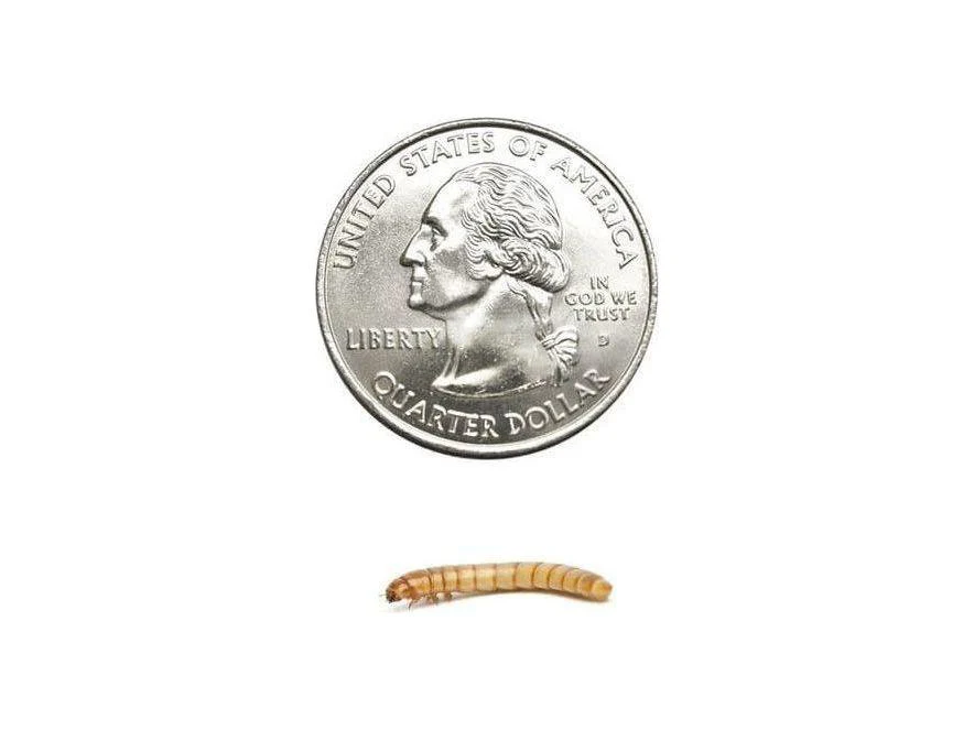 Mealworms - Image 13