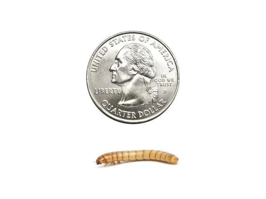Mealworms - Image 18