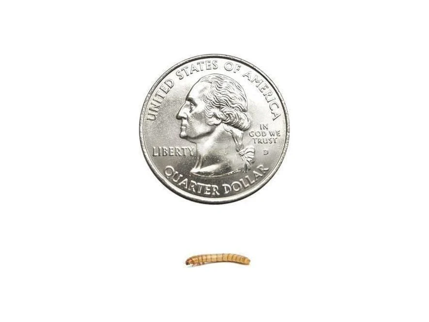 Mealworms - Image 5