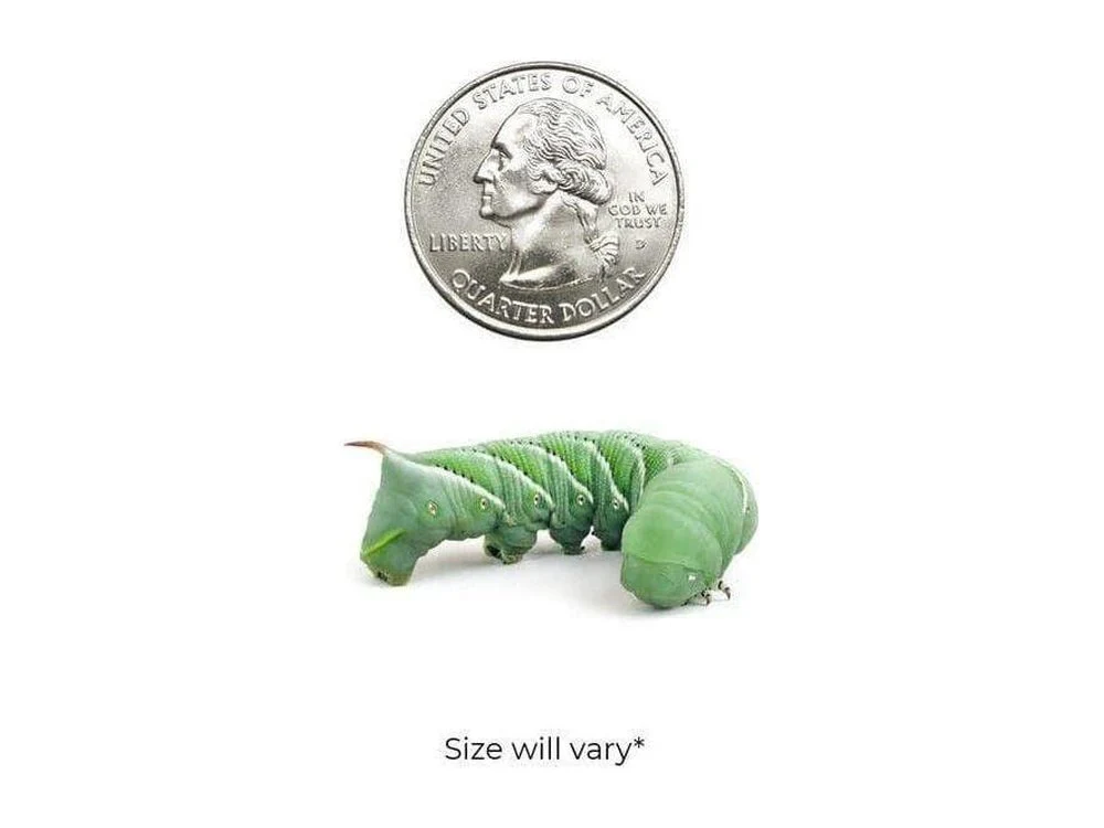 Medium Hornworms - Image 2