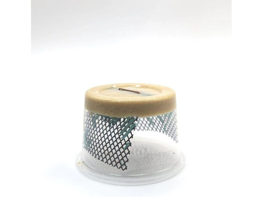 Medium Hornworms - Image 4