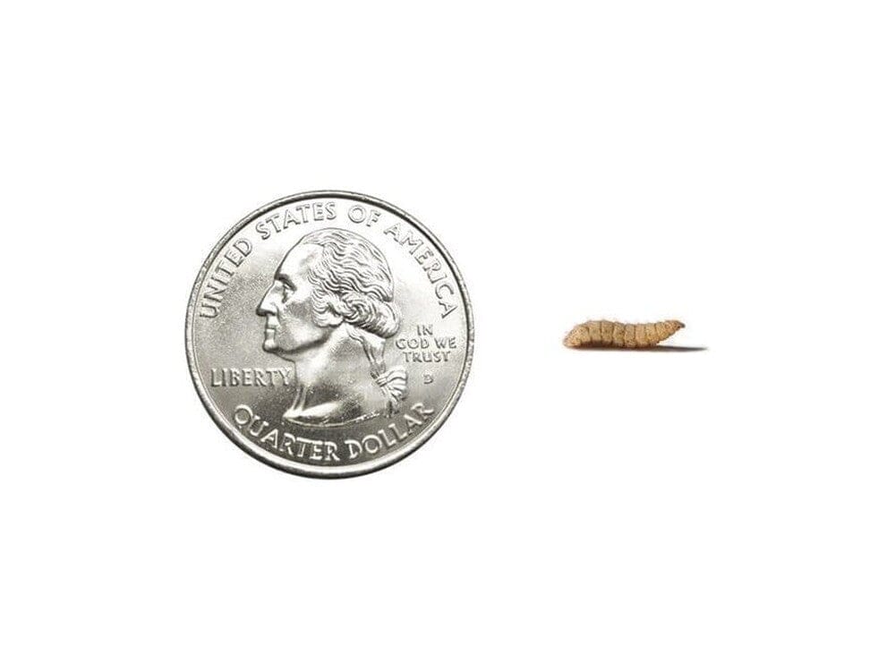 Medium NutriGrubs™ - Image 3