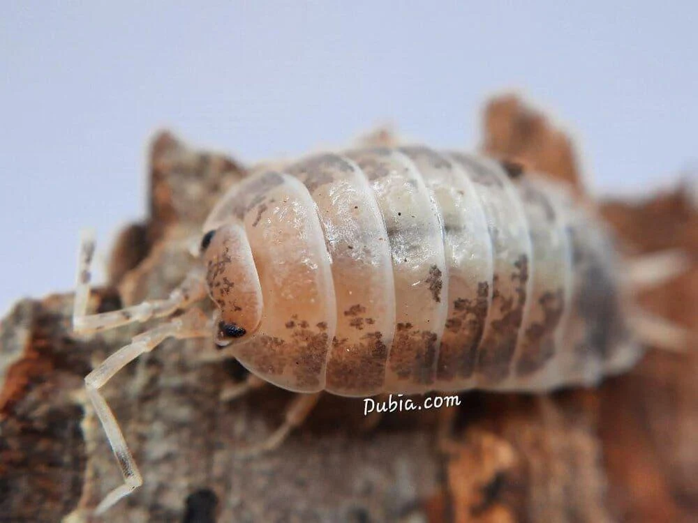 "Milkback" Isopods (Porcellio laevis)