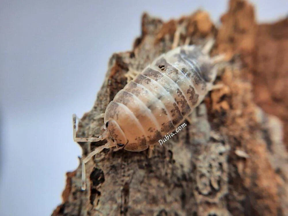 "Milkback" Isopods (Porcellio laevis) - Image 2
