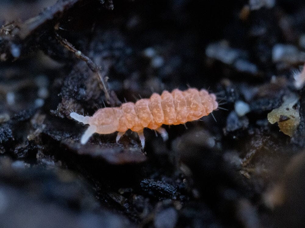 Orange Springtails 10ct. (Yuukianura aphoruroides) - Image 3