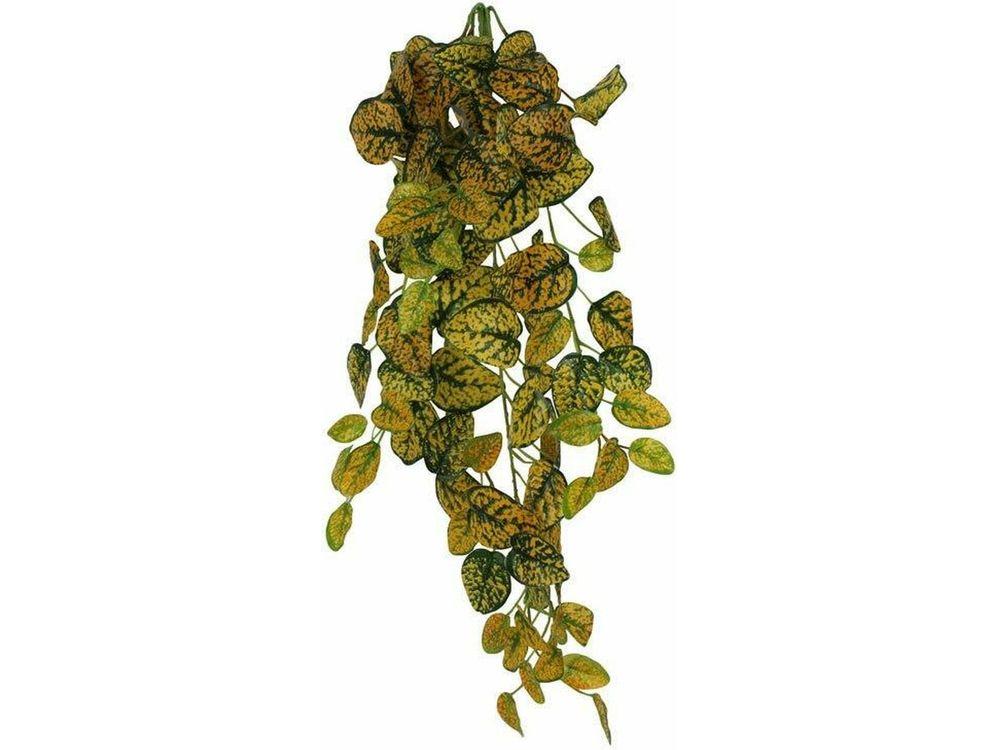 Pangea Hanging Bush Japanese Laurel (24inch)
