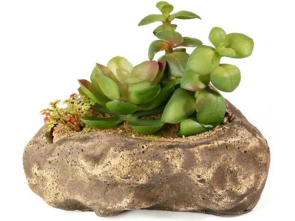 Pangea Succulent Garden #2