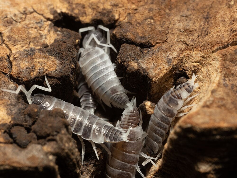 "Oreo Crumble" Isopods (Porcellionoides pruinosus) - Image 9
