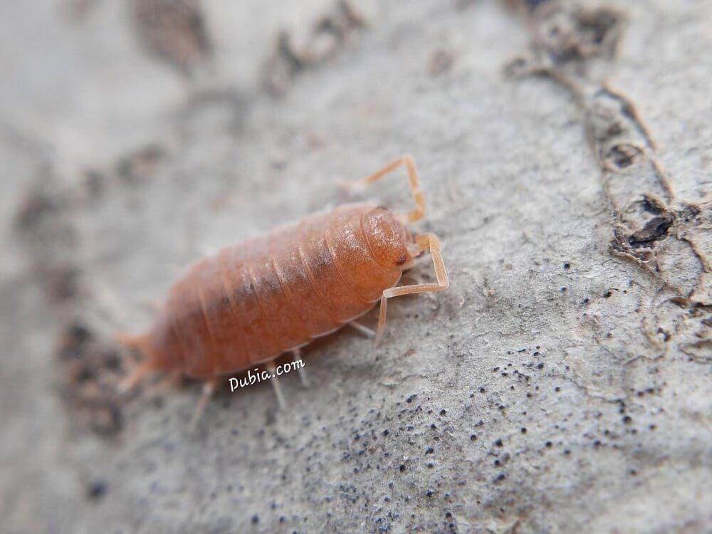 "Powder Orange" Isopods (Porcellionides pruinosus)