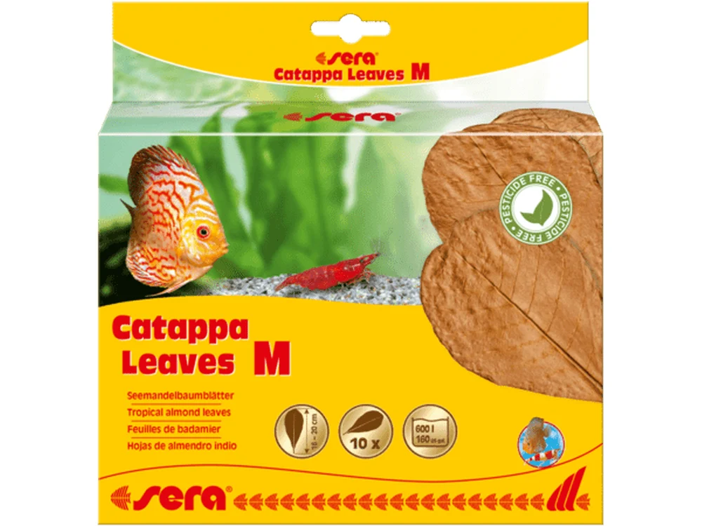 Sera Catappa Leaves, Medium
