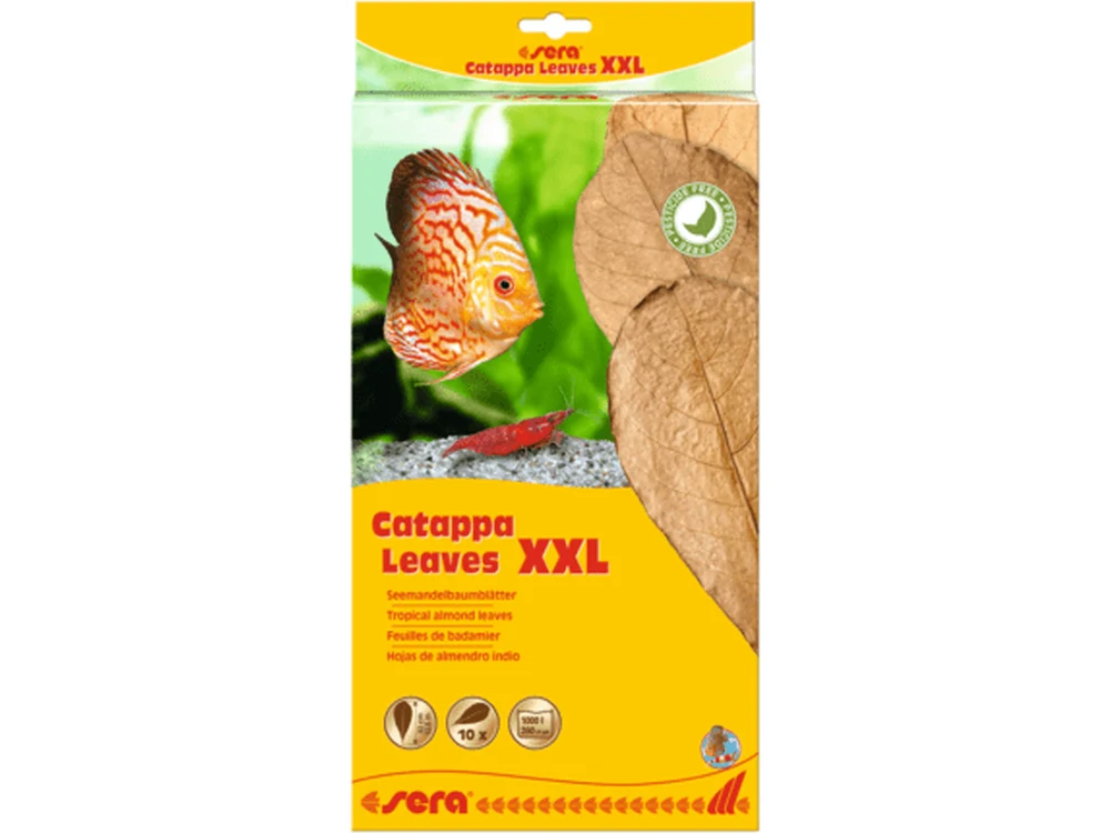 Sera Catappa Leaves, XXL