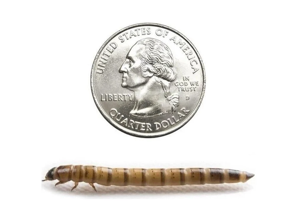 Superworms FREE SHIPPING - Image 22