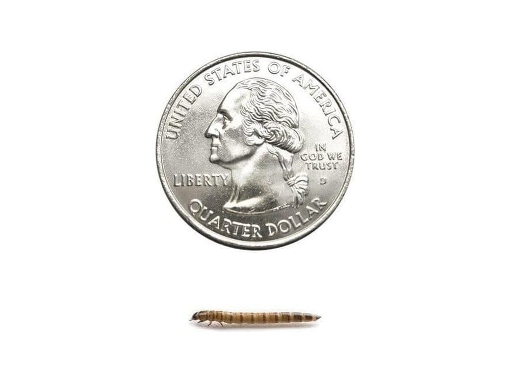 Superworms FREE SHIPPING - Image 30